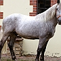 Spanish Norman Horse 1 (2)